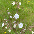 White Campion Seeds (Silene latifolia)